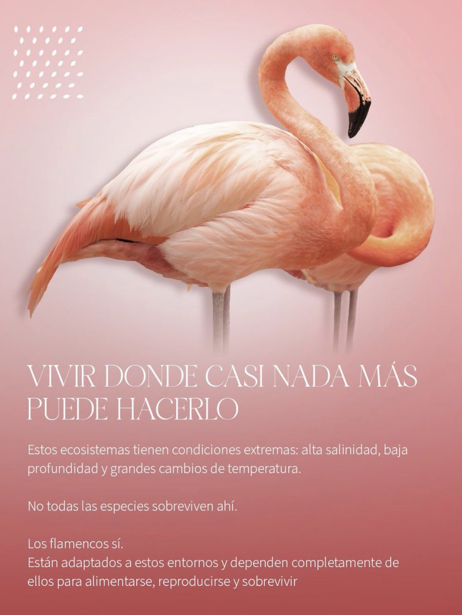 Sanfeliu's tweet photo. En Chile tenemos el privilegio de tener flamencos endémicos y nuestro deber es conocerlos para protegerlos. La naturaleza chilena es única y riquísima, patrimonio de todas y todos. Es un asunto de política de Estado preservar lo que nos pertenece y enorgullece. https://t.co/KIGTfuXVMA