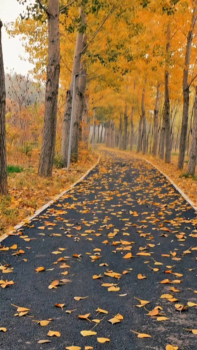 Princeszatana's tweet image. Autumn breeze u0026 golden leaves—perfect for a cozy walk with a warm drink  #FallVibes