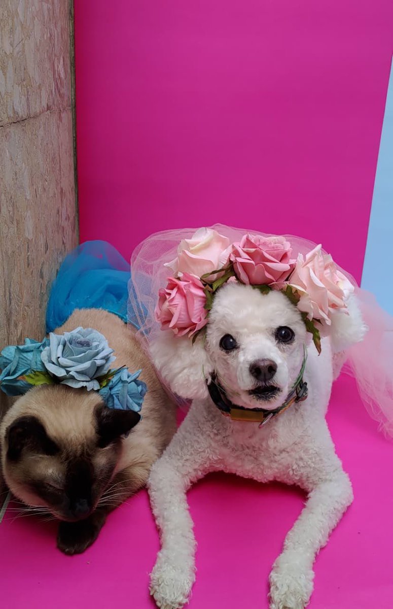 Beatriz Rosenburg tweet media