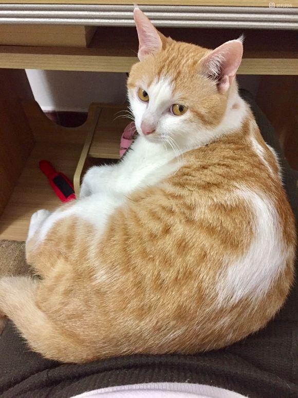 Sharma86Uttam's tweet image. "Accidentally folded my cat instead of laundry… worth every purr  #DomesticChaos #CatLife"