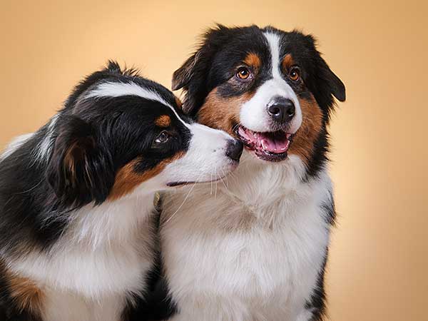 AussieShepLover's tweet image. Understanding Littermate Syndrome 🐾💖🎓
australian-shepherd-lovers.com/littermate-syn…

🔶 Aussie Owner? Get our Official Guide to Aussie Training &amp;amp; Care here...
australian-shepherd-lovers.com/asl-ebook-fb

#australianshepherd #aussie #dogtraining #puppytraining #aussielovers