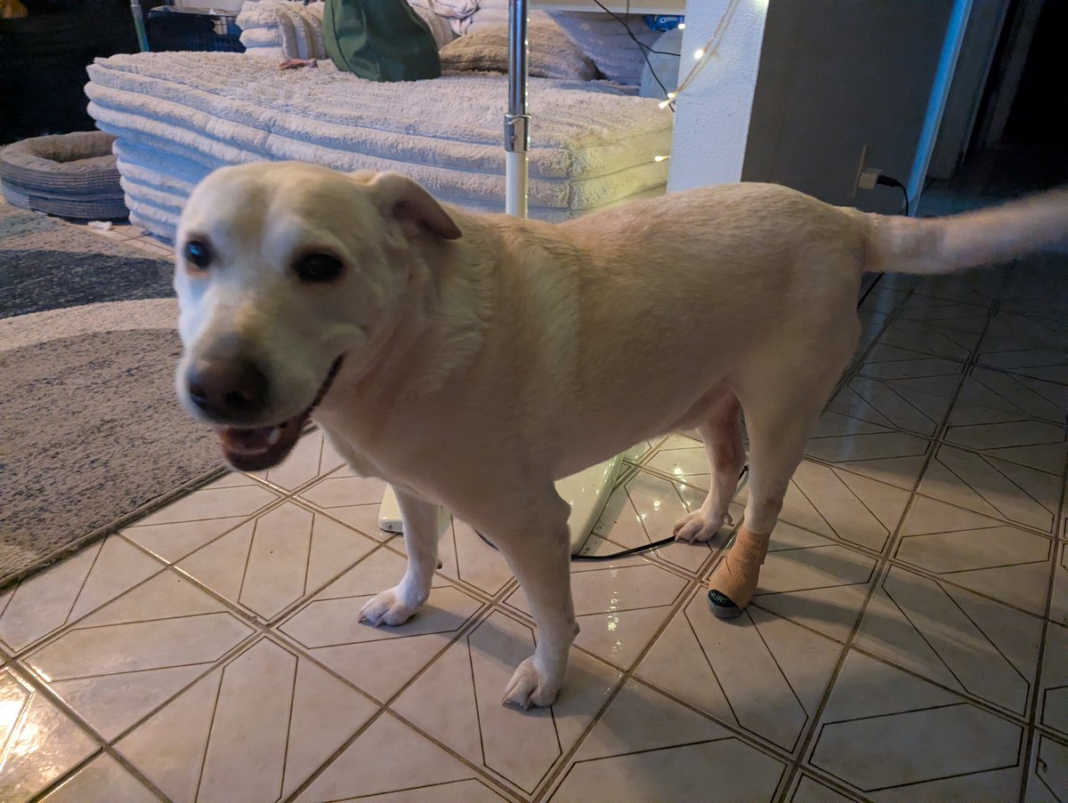 Lincoln💙🐶(Reagan🩷🐶 Kennedy 🩷🐶&🐱's) tweet media