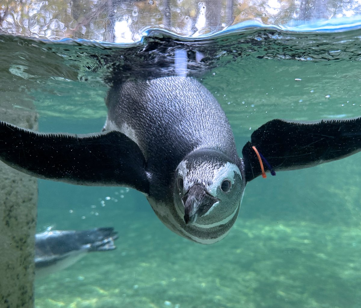 Zoo Boise tweet media