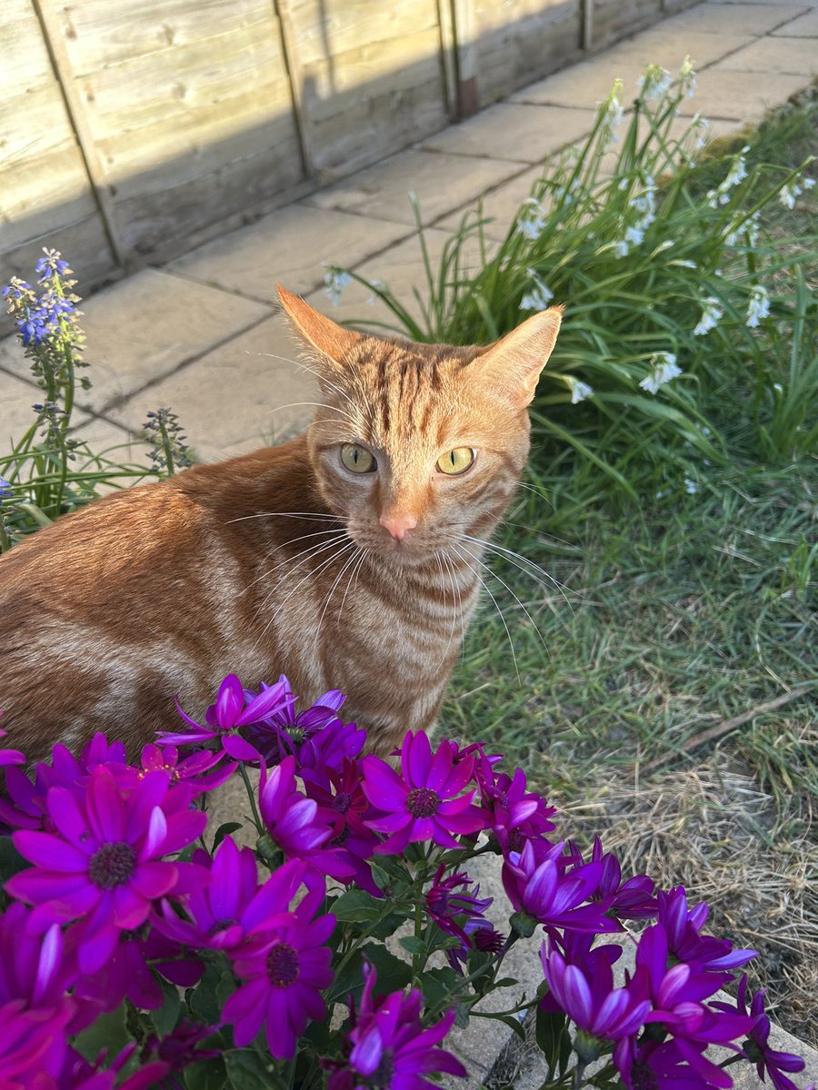 D.V. Catt tweet media