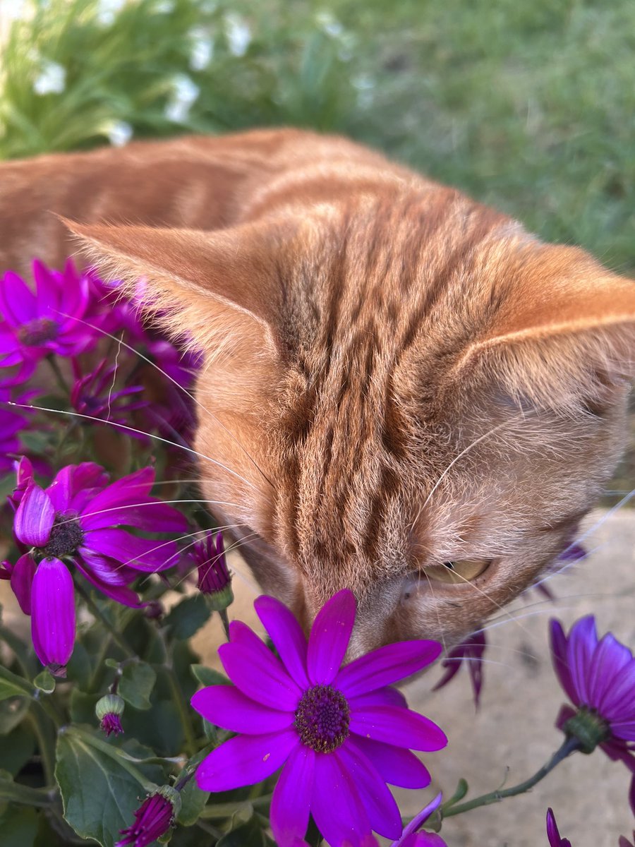 D.V. Catt tweet media