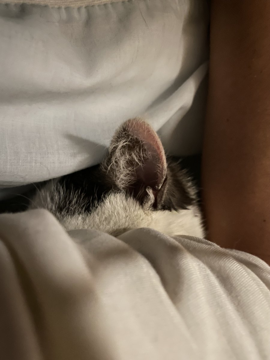 ねこといっしょ tweet media