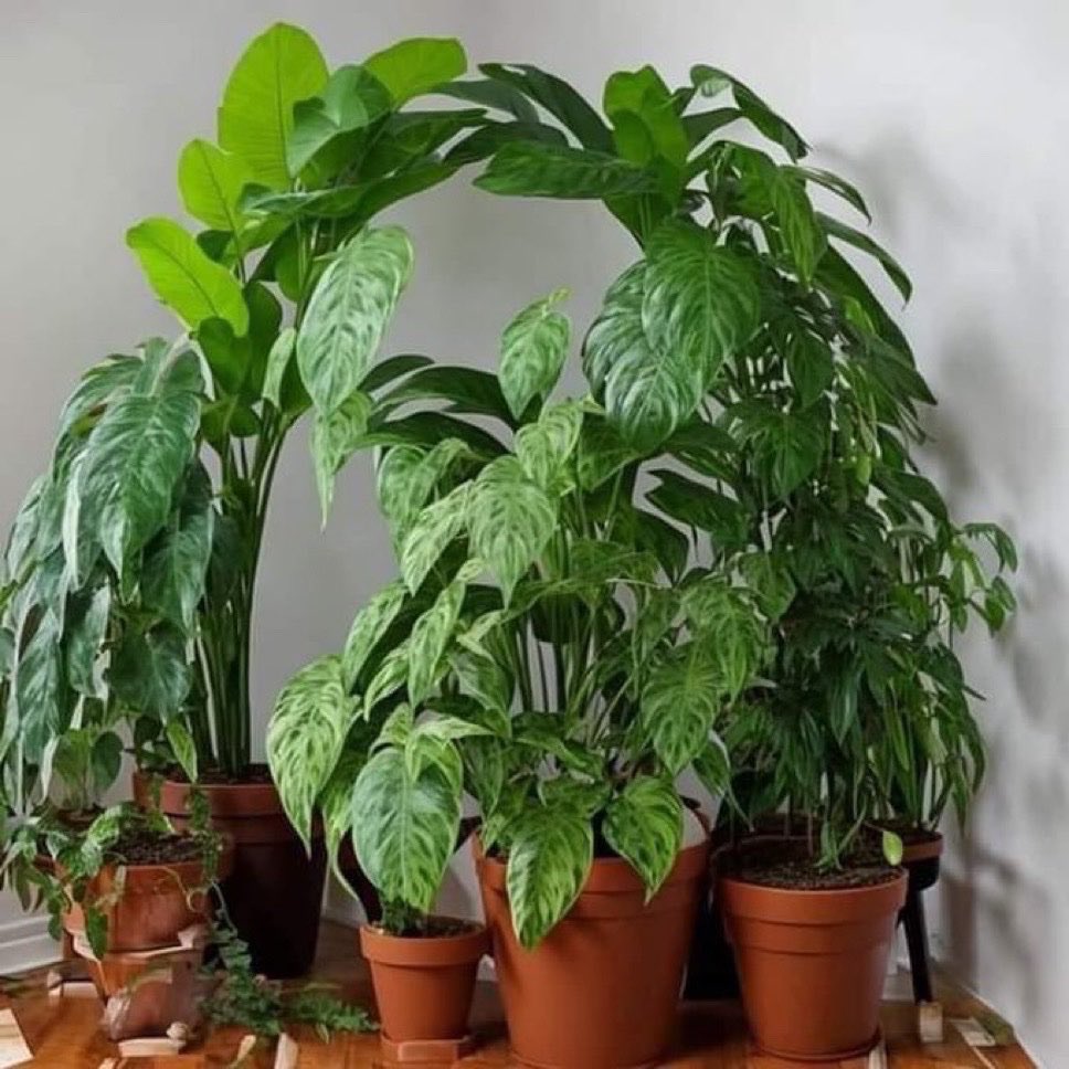 Living In The Past tweet media