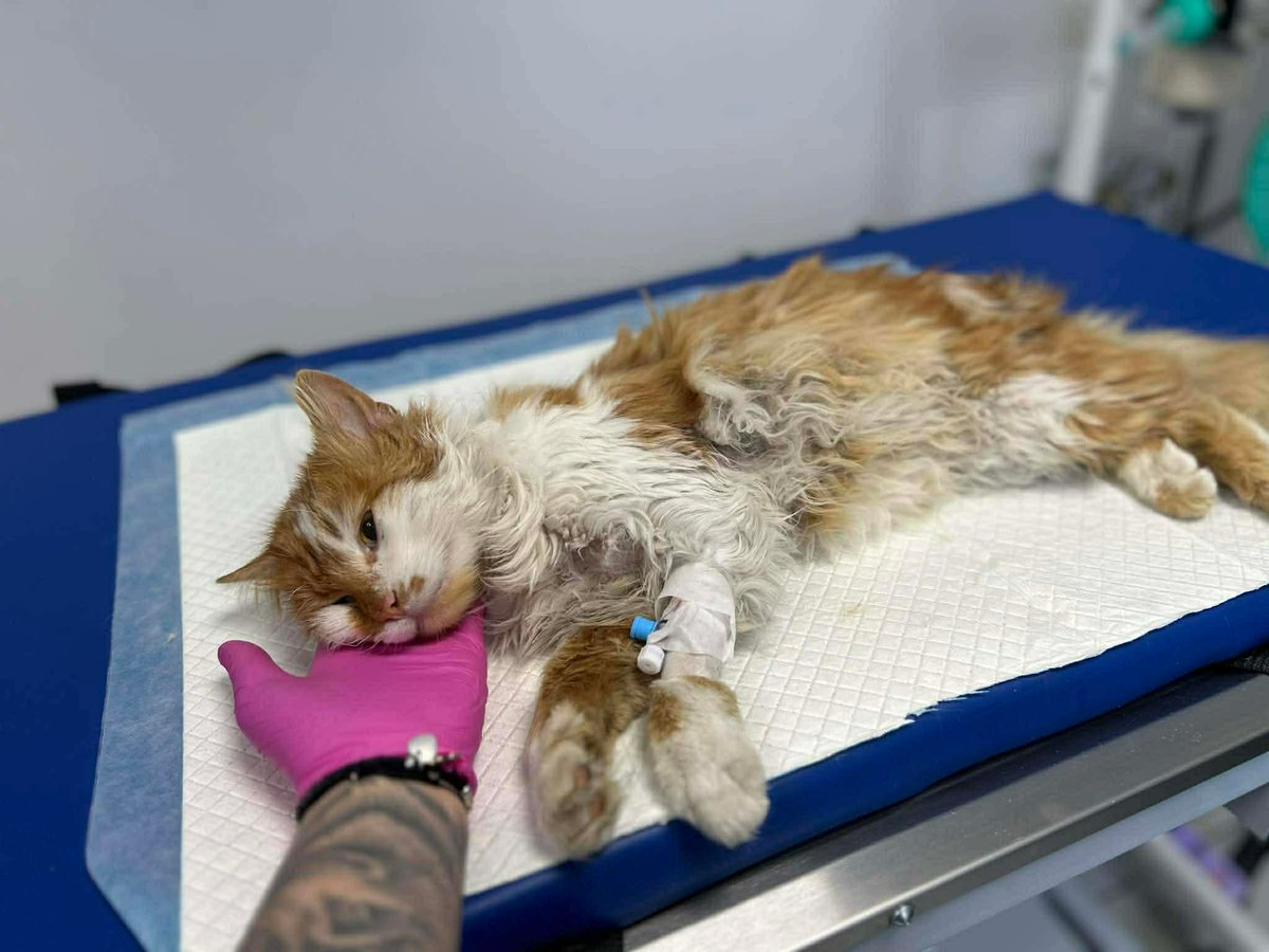 Kotkowo Pomocowo 😺 tweet media