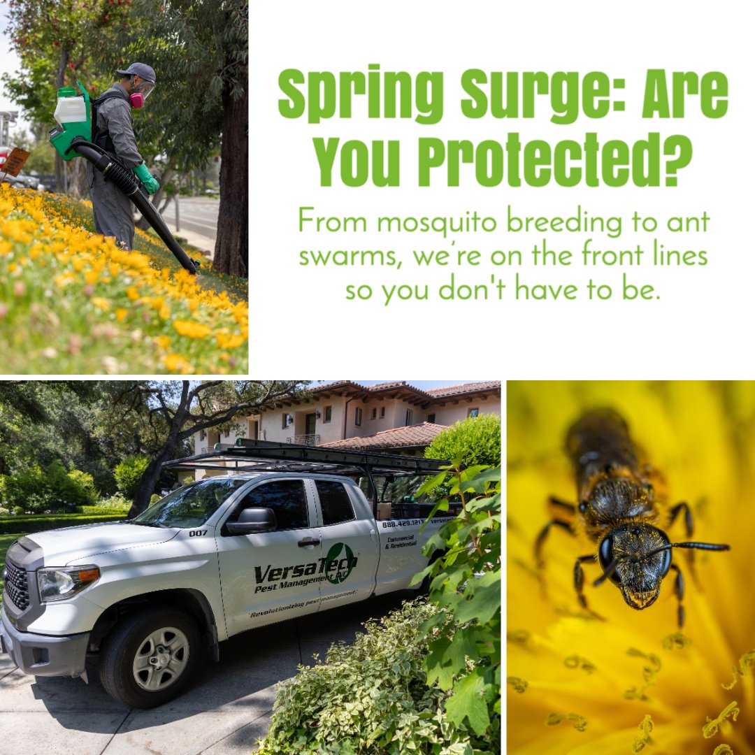 VersaTechPM's tweet image. Are you looking for a top rated #pestcontrol company in San Dimas, San Gabriel Valley or surrounding? Versa-Tech® is here for you with free pest forensic pest inspections &amp;amp; quotes. Call us at (888) 429-1213. #SanGabrielValleyPestControl #exterminatorsnearme #antcontrol #mosquito