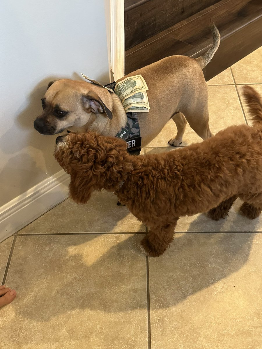 Timothy Kenison 🐊🐊 #ProtectMassie tweet media