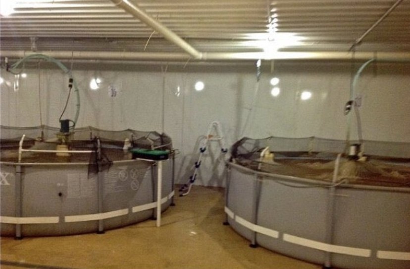FrictionHL's tweet photo. Who up shipping indoor shrimp farming indexes? https://t.co/cHVwFGG905
