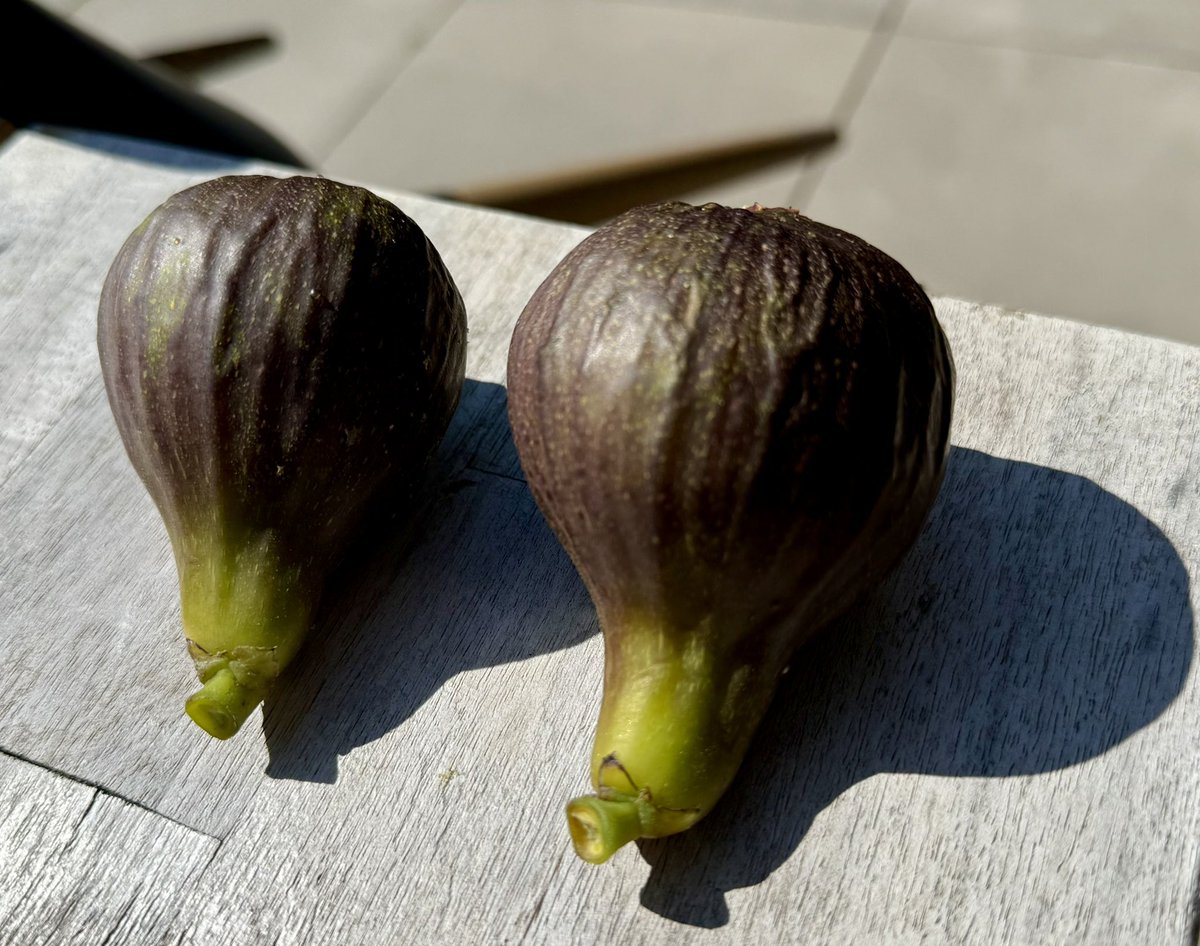 Beach Roy ☀️🏖️🌊🤙 tweet media