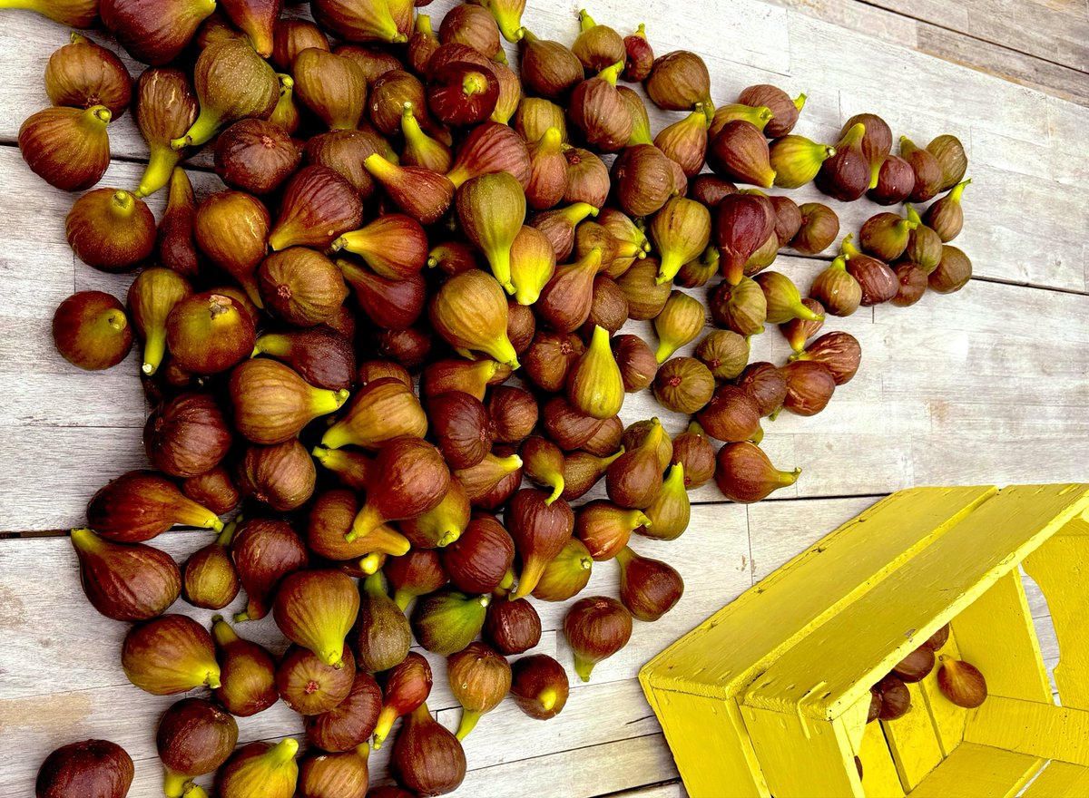 Beach Roy ☀️🏖️🌊🤙 tweet media