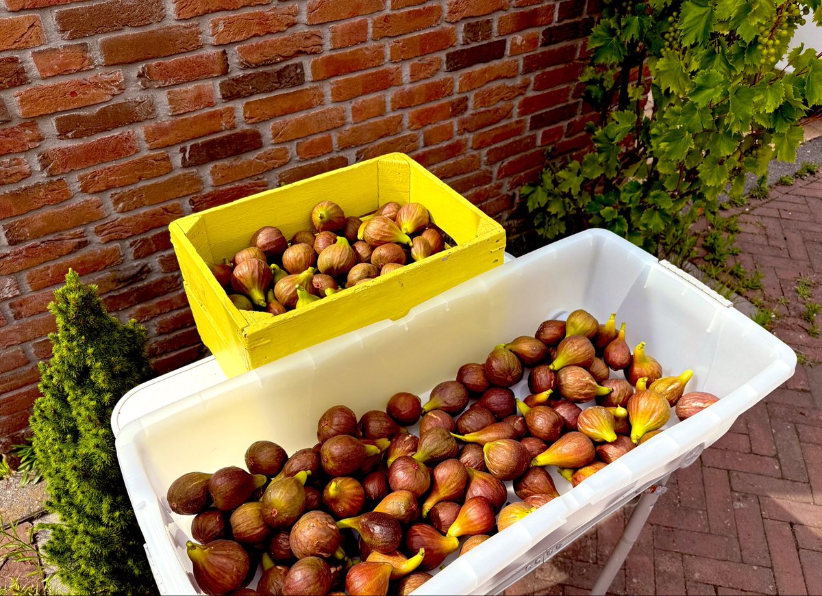 Beach Roy ☀️🏖️🌊🤙 tweet media