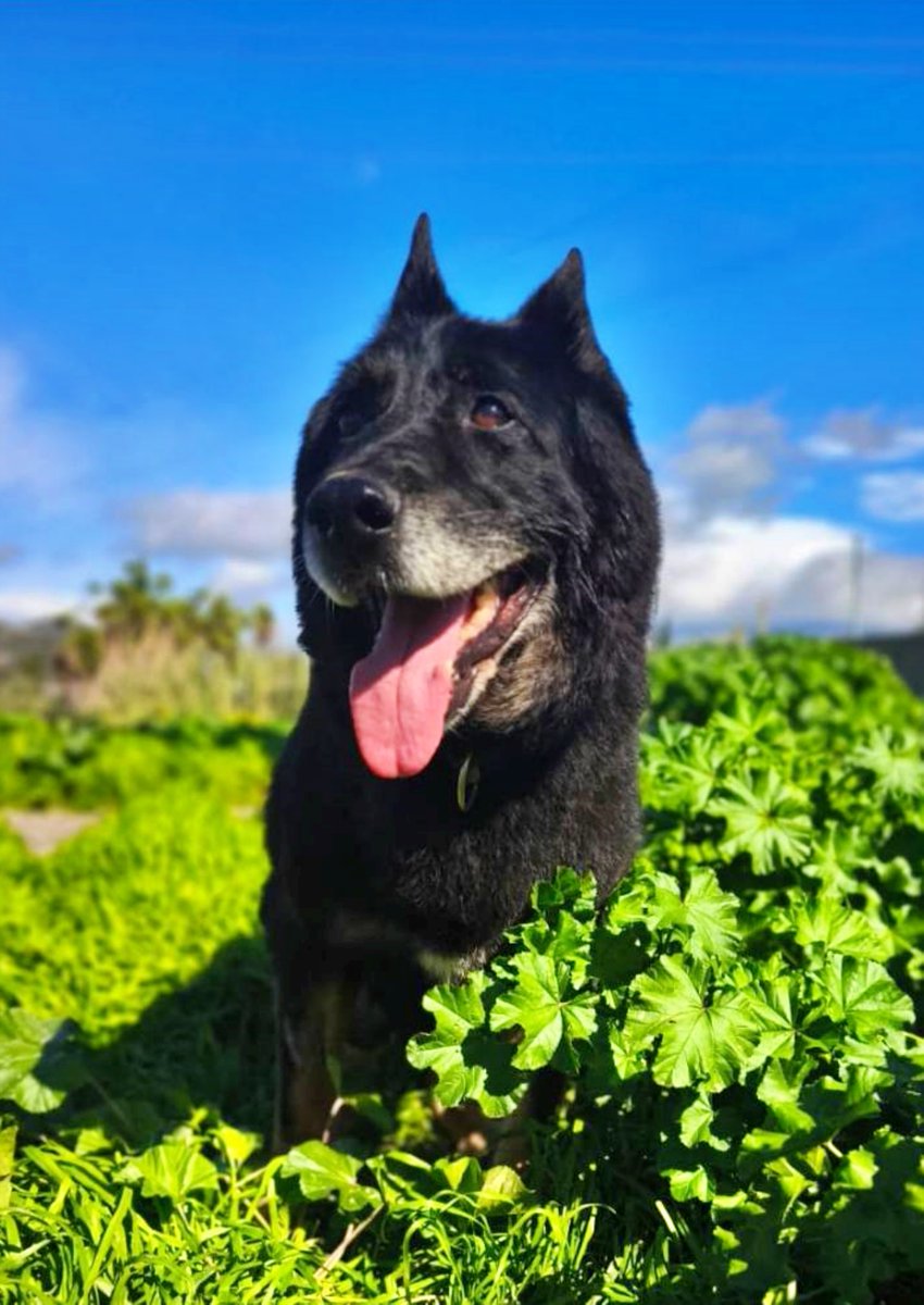 SOS Abuelos tweet media