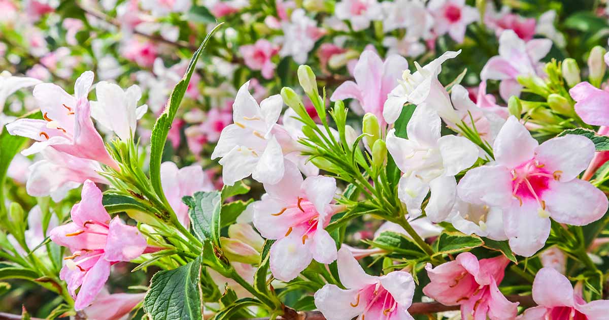 Gardeners_Path_'s tweet image. How to Grow and Care for Weigela Shrubs - Weigela blooms with masses of trumpet-like colorful blooms in late spring to early summer. Learn to grow this flowering shrub now on Gardener's Path. #gardeningtips #weigela #gardening gardenerspath.com/plants/ornamen…