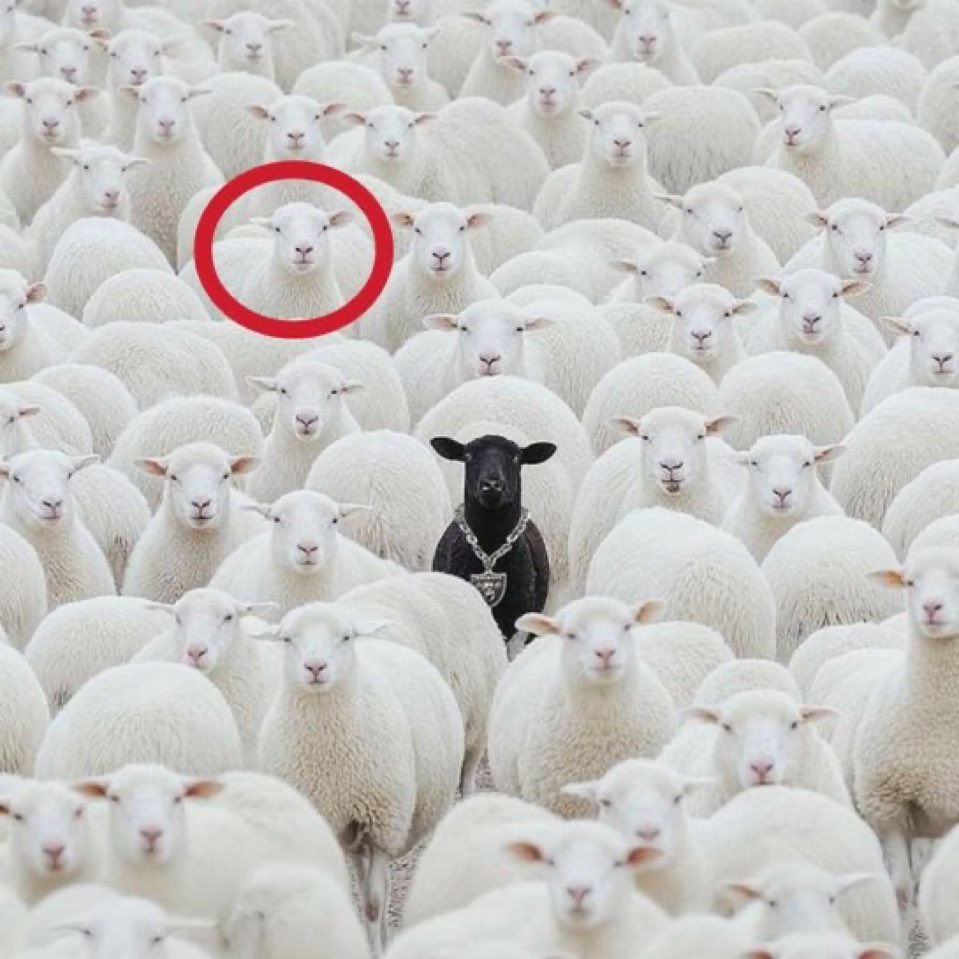 project hail devon tweet media