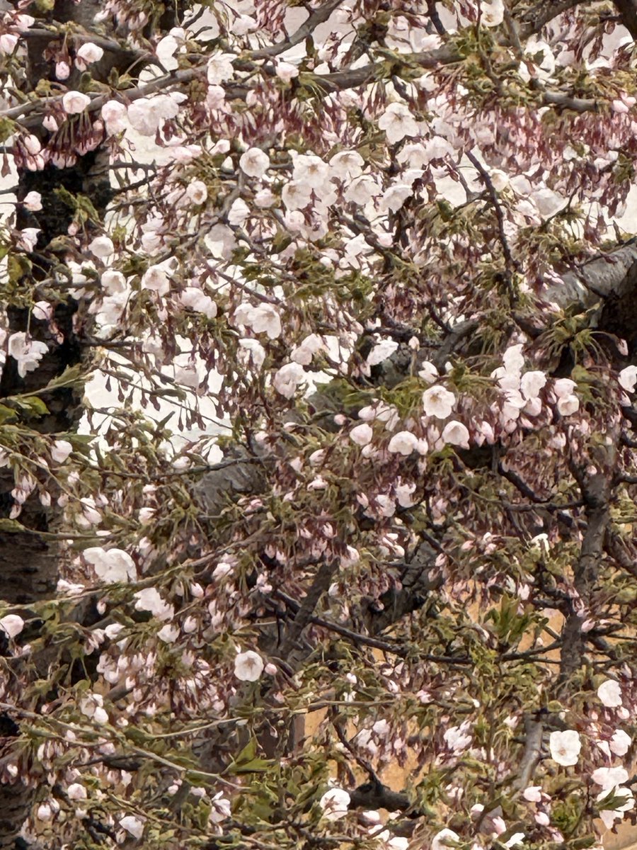 しーさん🐾 tweet media