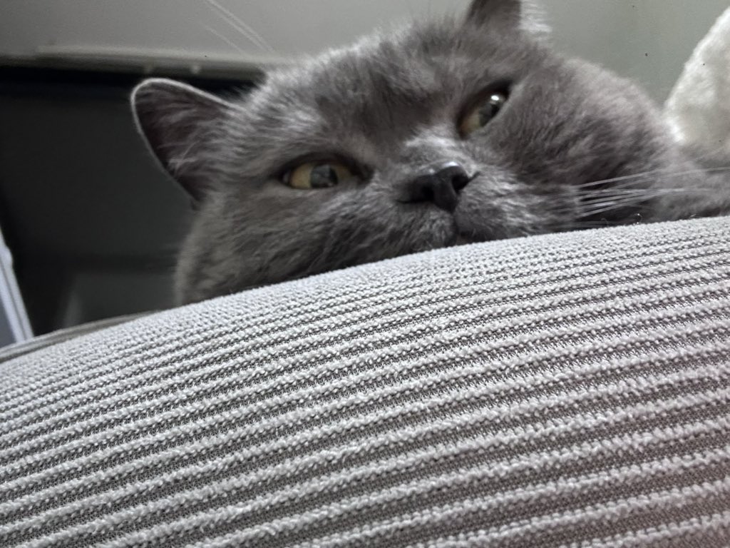 Gottayuu's tweet photo. 差点忘了我还有个X账号
更新下小猪咪吧😋 https://t.co/DlSYO0i5bw