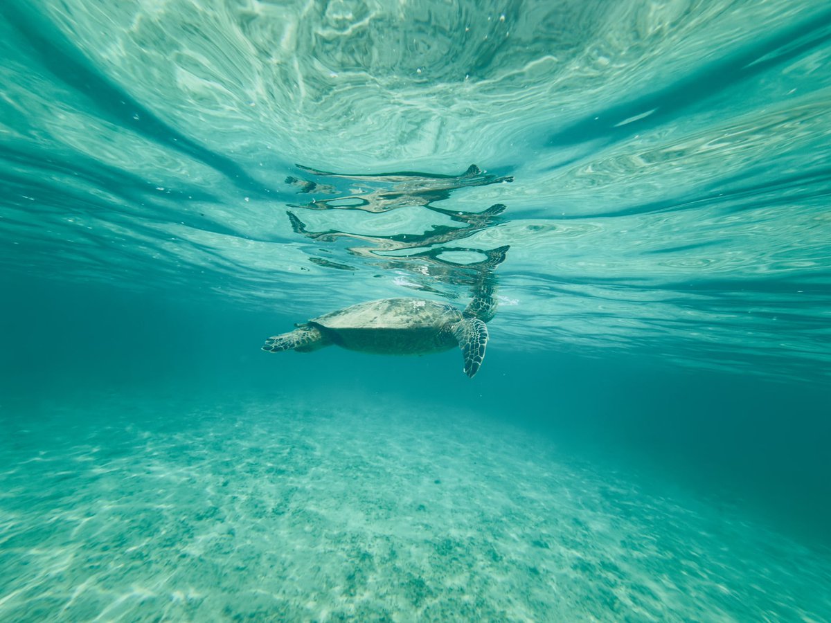 QuantumBullHQ's tweet image. A quick break from regularly scheduled programming. Here on Island for the week. These are all taken with my iPhone 17 Pro Max, processed in RAW. 

Don’t put off that vacation, YOLO! 

#hawaii #turtles