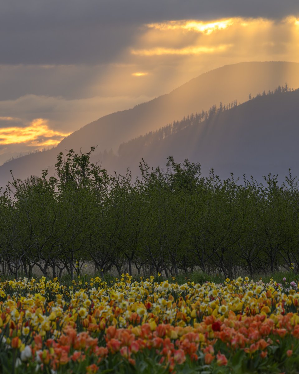 wheeler244's tweet image. This morning's sunrise 🌅 😮 🌷 
Driving into the valley was pretty cloudy this morning, with a brief window of light to the east. I knew there was a chance for sun rays, as the sun came over the Cascades, it looked absolutely stunning! #wawx #pnw #nature