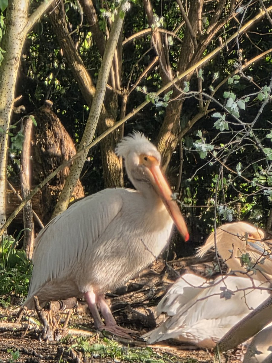 Gemma Ward, BA (Hons.), MA, PCIfA 🏛 tweet media