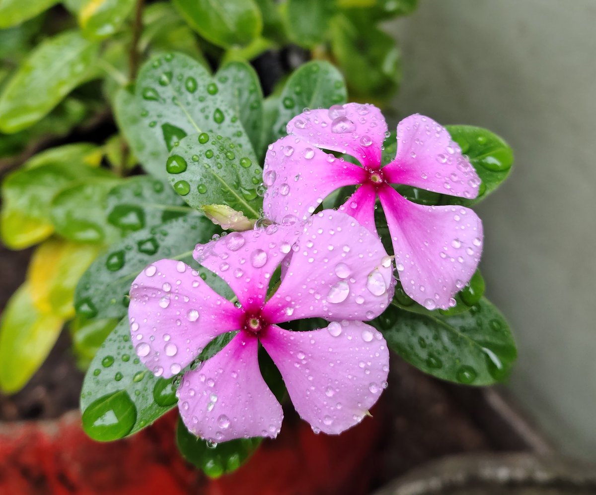 Elsa Correa ن tweet media