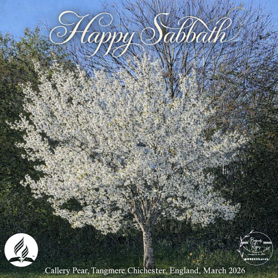 BBSSChurch's tweet image. #HappySabbath friends, "So then, just as you received #ChristJesus as Lord, continue to live your lives in him, (7) rooted and built up in him, strengthened in the faith as you were taught, and overflowing with thankfulness." #Colossians 2:6-7 #NIV 📖🌳🤗🙏