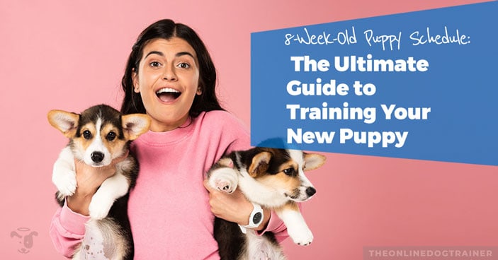 AussieShepLover's tweet image. #ad #australianshepherd #dogtraining #puppytraining #aussielovers

8-Week-Old Puppy Schedule: The Ultimate Guide to Training Your New Puppy 🐾💖🎓
…38vbt9w6bvetnj31p45.hop.clickbank.net/?cbpage=8-week…
