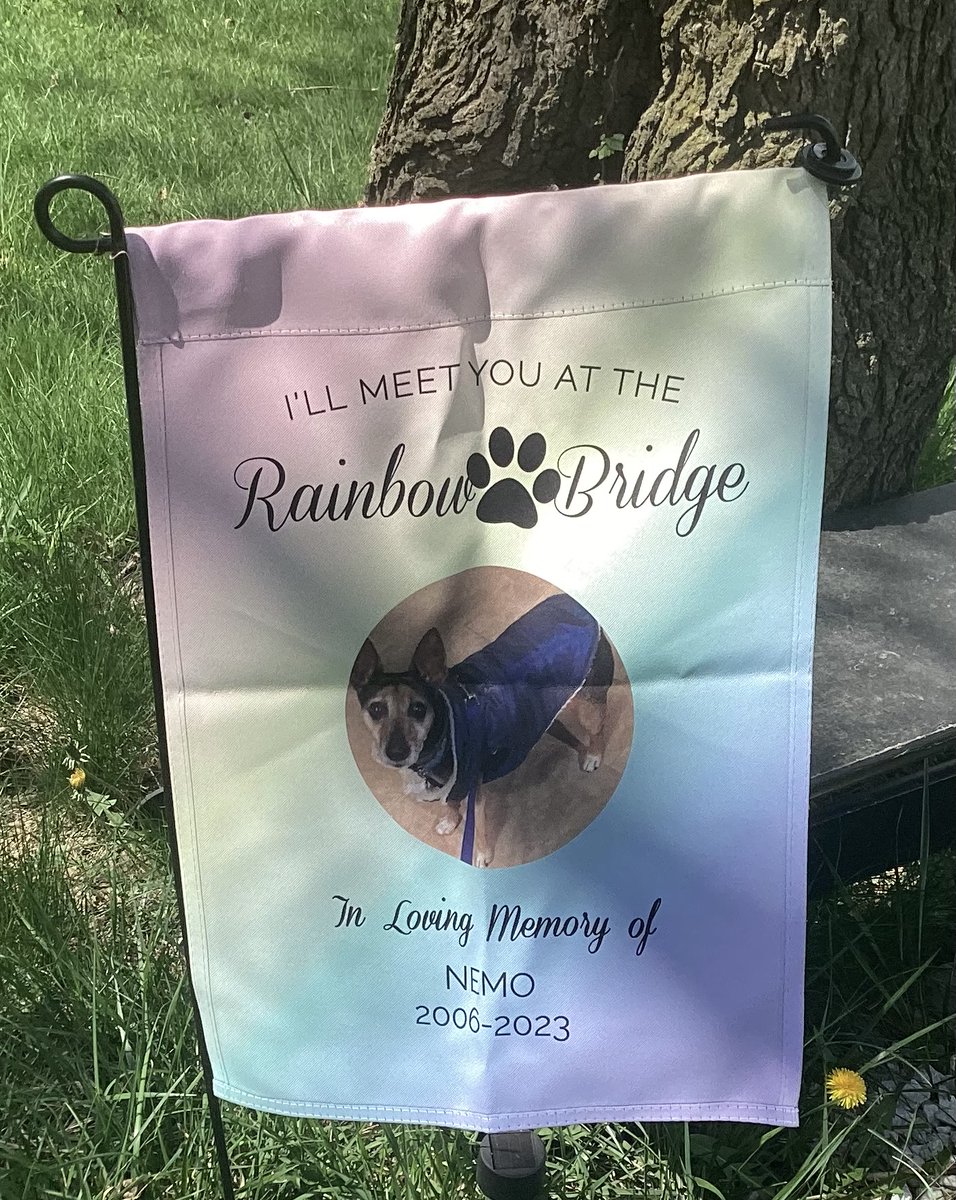 I thought the garden flag for Lucy was so beautiful that I also ordered one for Angel Nemo to go in his memory garden! I couldn’t tell it was double-sided &amp; rainbow colored when I ordered so I feel that was a gift from Angel Lucy! <a href="/mommasboymushu/">Angel Mushu😇🌈, Zinny🖤, Winny💓, Lucy</a>  #dogsoftwitter