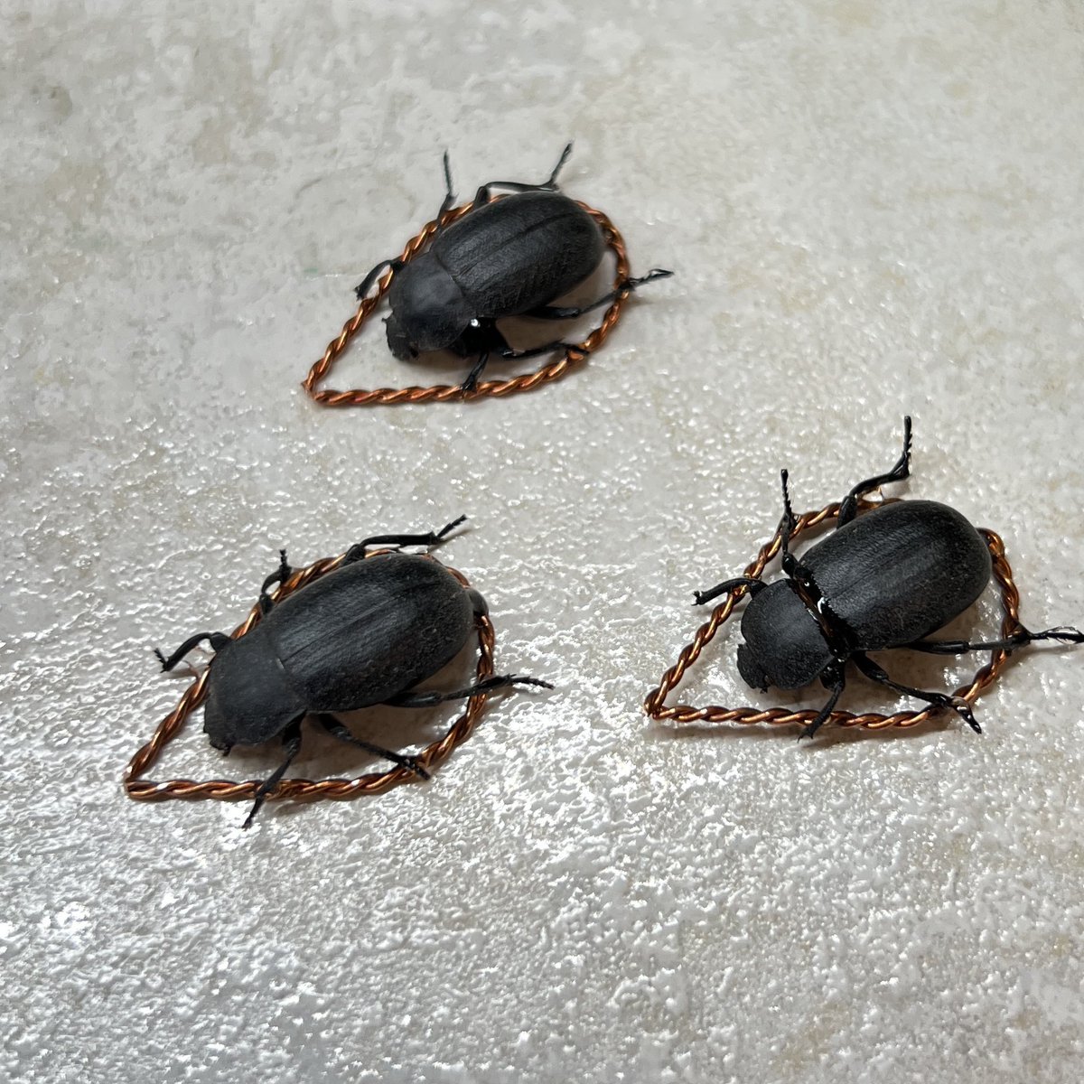Tibsun2's tweet image. What will it be? 🪲 Rise up my army of the dead! #electroformed #beetles #insects #taxidermy #handmade