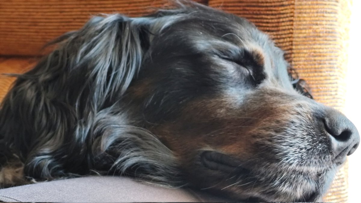 agciag's tweet photo. @Puppieslover https://t.co/ZauxAAokE9
