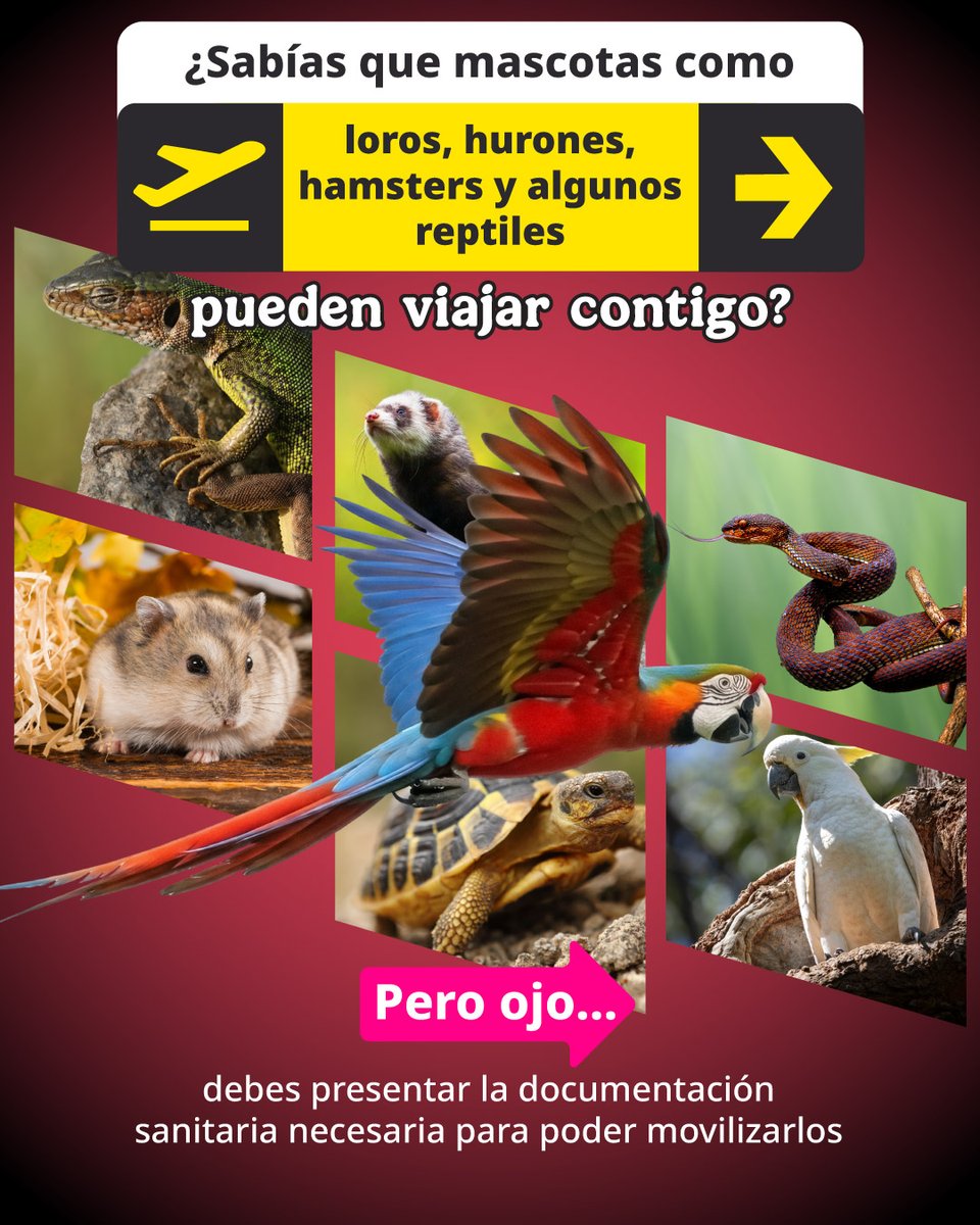 SENASICA's tweet image. Sabías que... 

Si tu mascota es una especie exótica, diferente a un perro o gato, debes investigar qué requisitos particulares debes cumplir para ingresarla al país. ✈️

#Mascotas #Viaje #Vacaciones #MascotasExoticas #SenasicaActua

Abro hilo 🧵