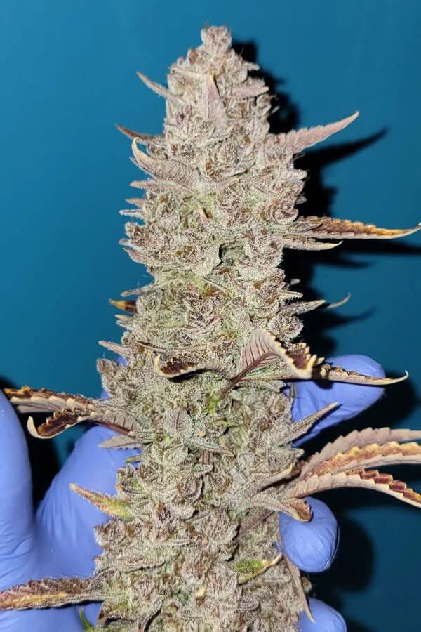 Bud Box puff tweet media