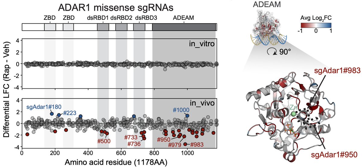 junwei_s's tweet photo. A high-resolution tiling base editing mutagenesis screen targeting Adar1, an adenosine deaminase associated with tumor immunity, identified both loss-of-function and gain-of-function alleles. https://t.co/dE9oKz7Uh0