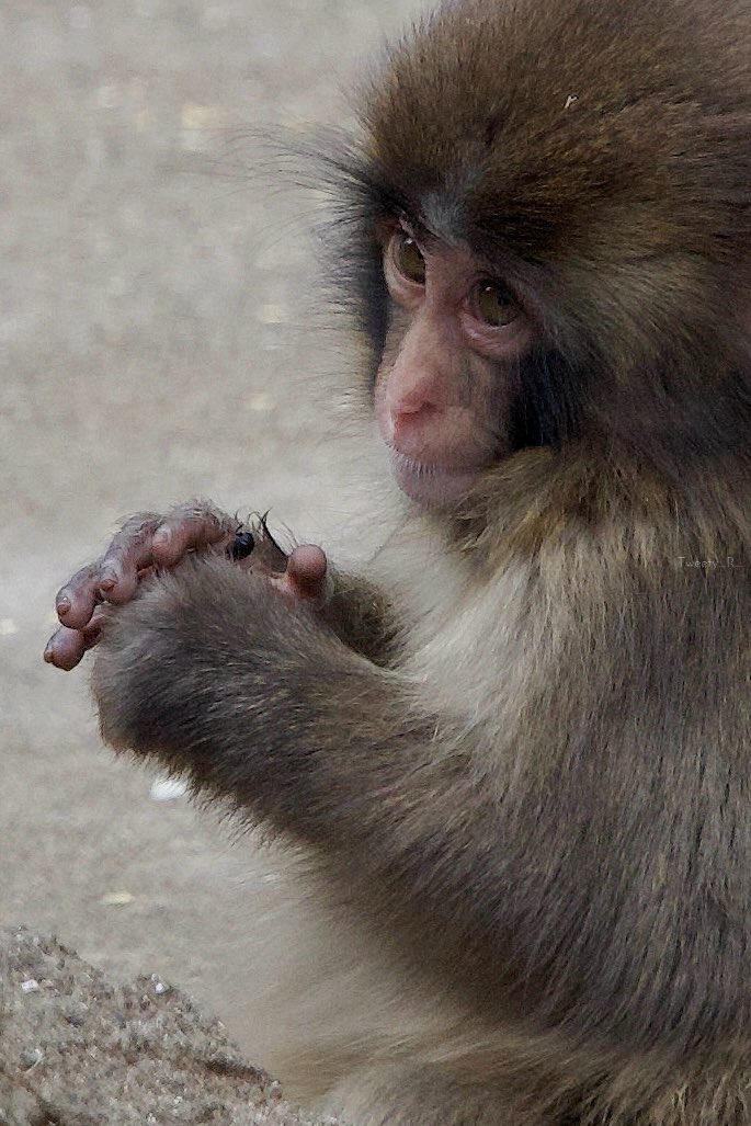 ANIMALIA tweet media