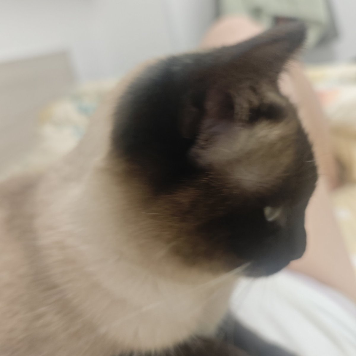 把吉伊煎成饼 tweet media