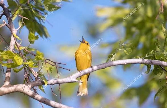 Kemal Gonen tweet media