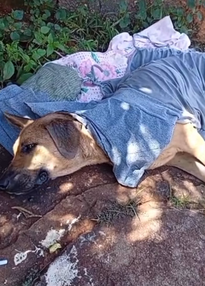 Protetor de Animais 🐶🐱 **Thiago** tweet media