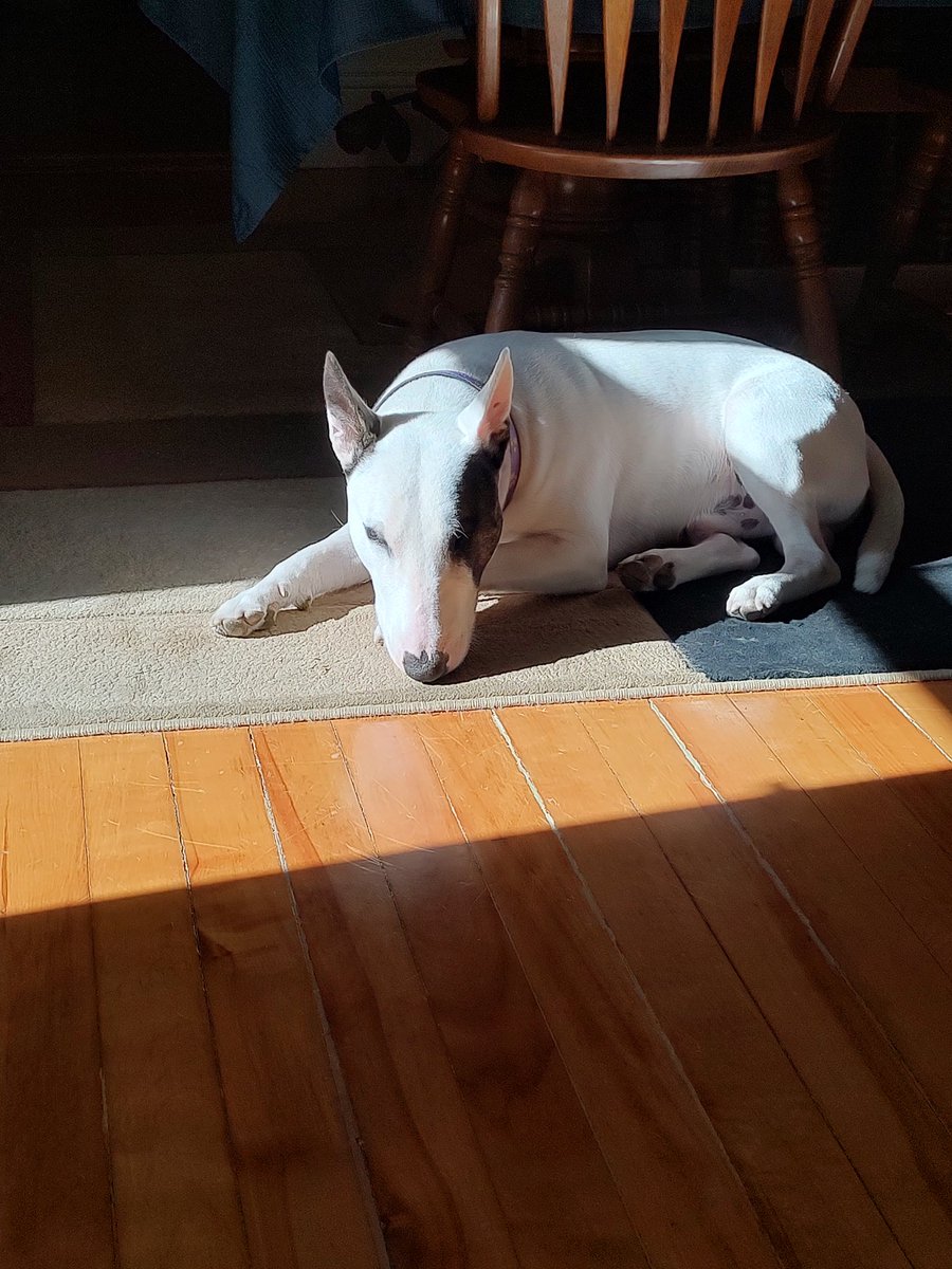 rexthetvterrier's tweet image. We had about 5 minutes of sunshine in between the thunderstorms today and I made the most of it
#Spike #Friday #Dogs