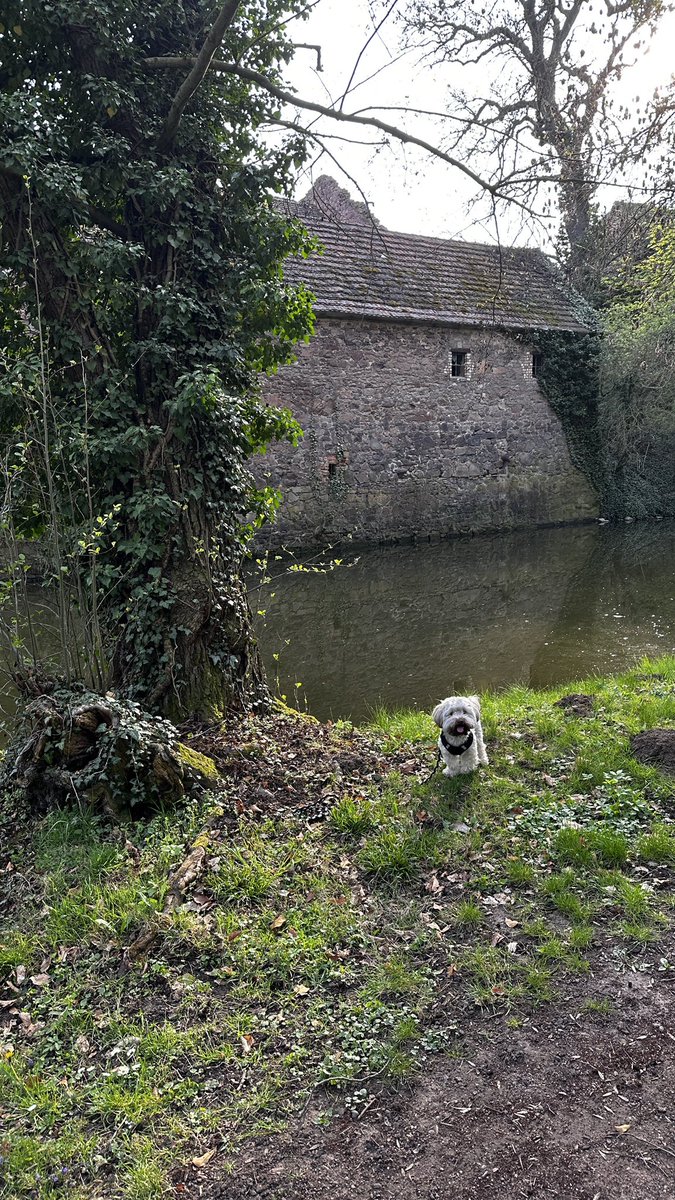 Maru Schnuffelhäschen 🐾 tweet media