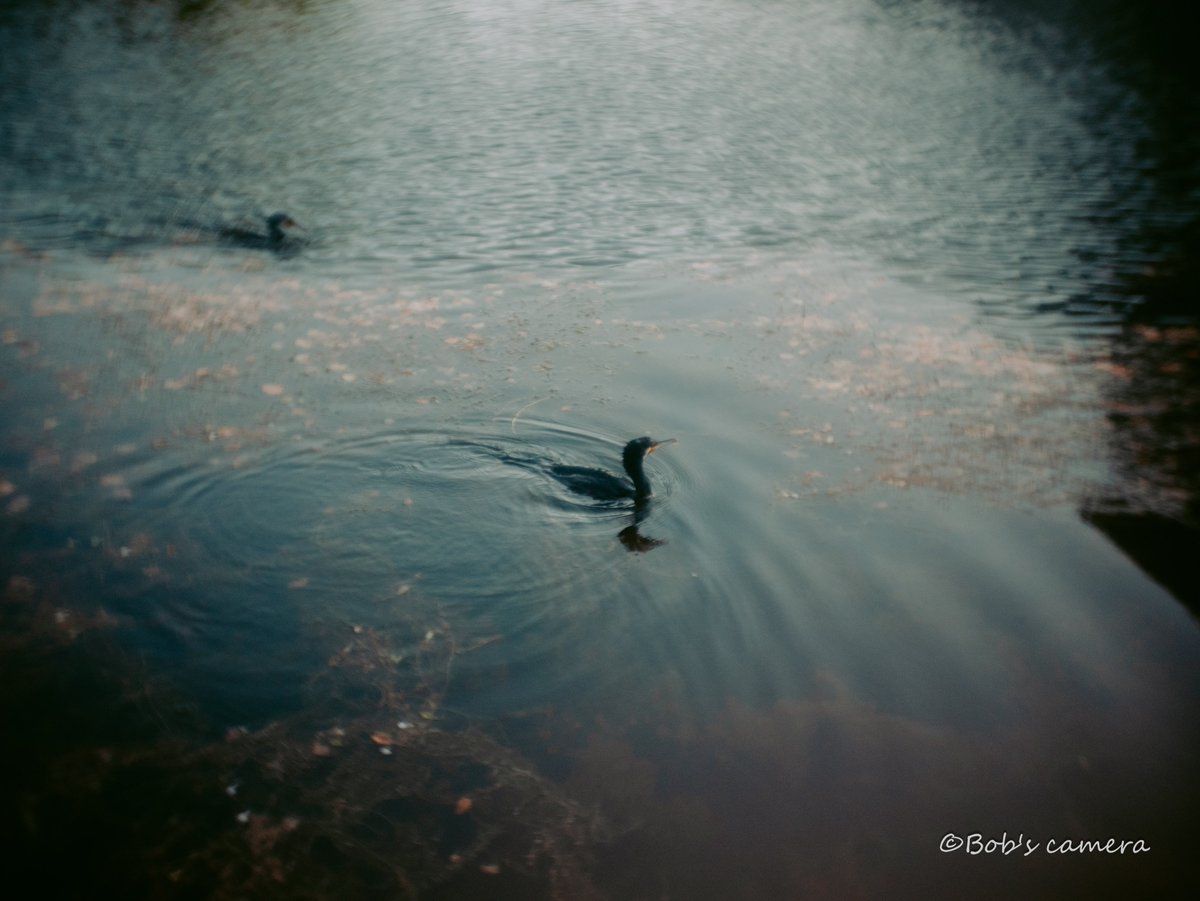 よボブ tweet media