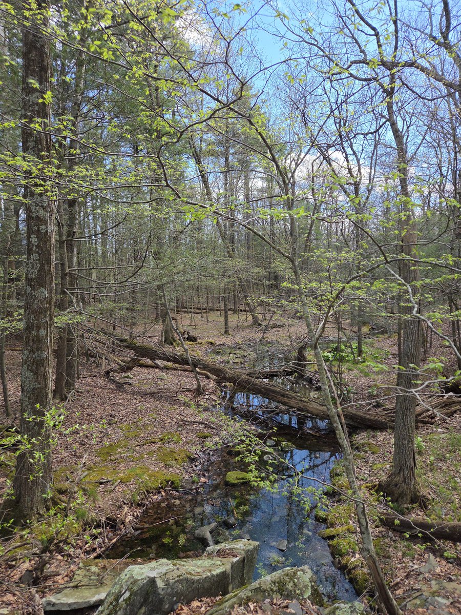 juliancd38's tweet image. closely #monitoring the vernal pool situation