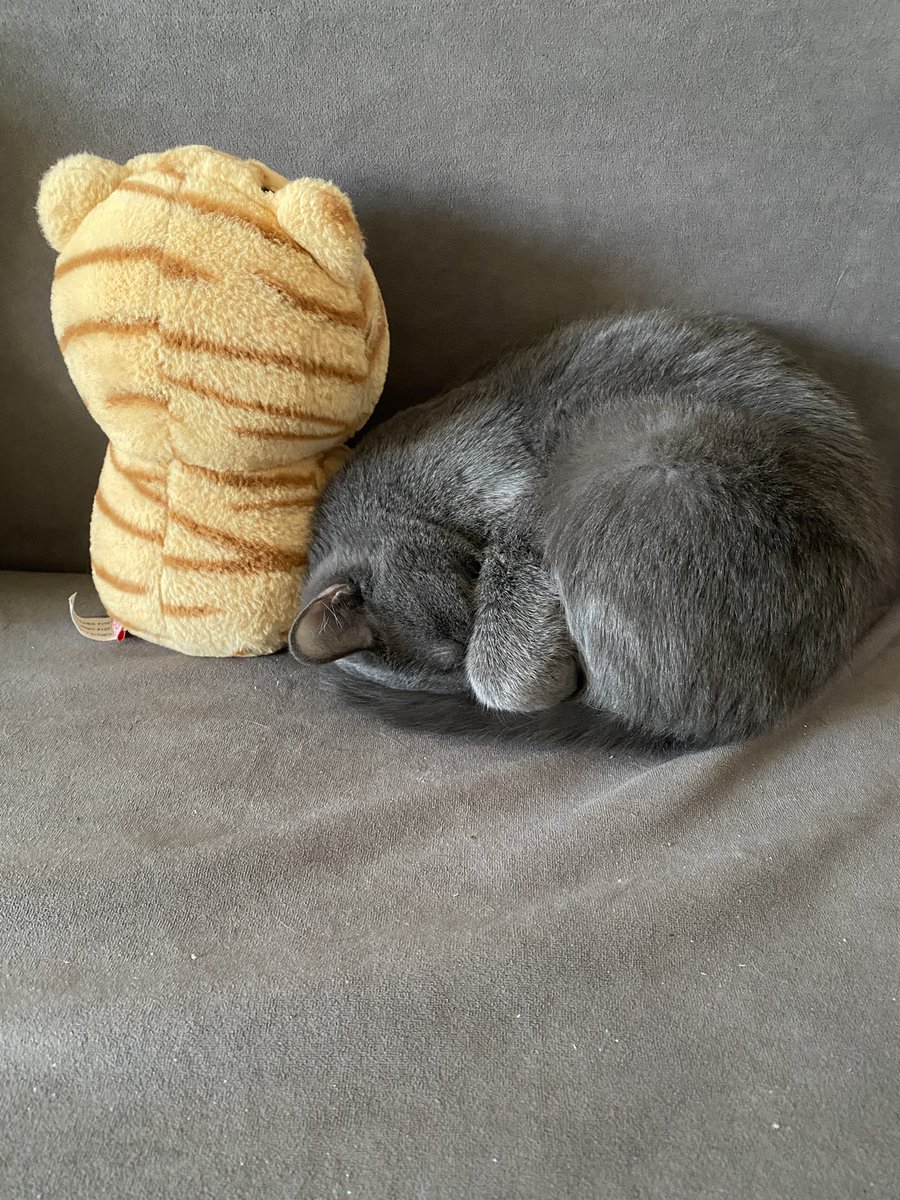 лютик в свитере с совушкой tweet media