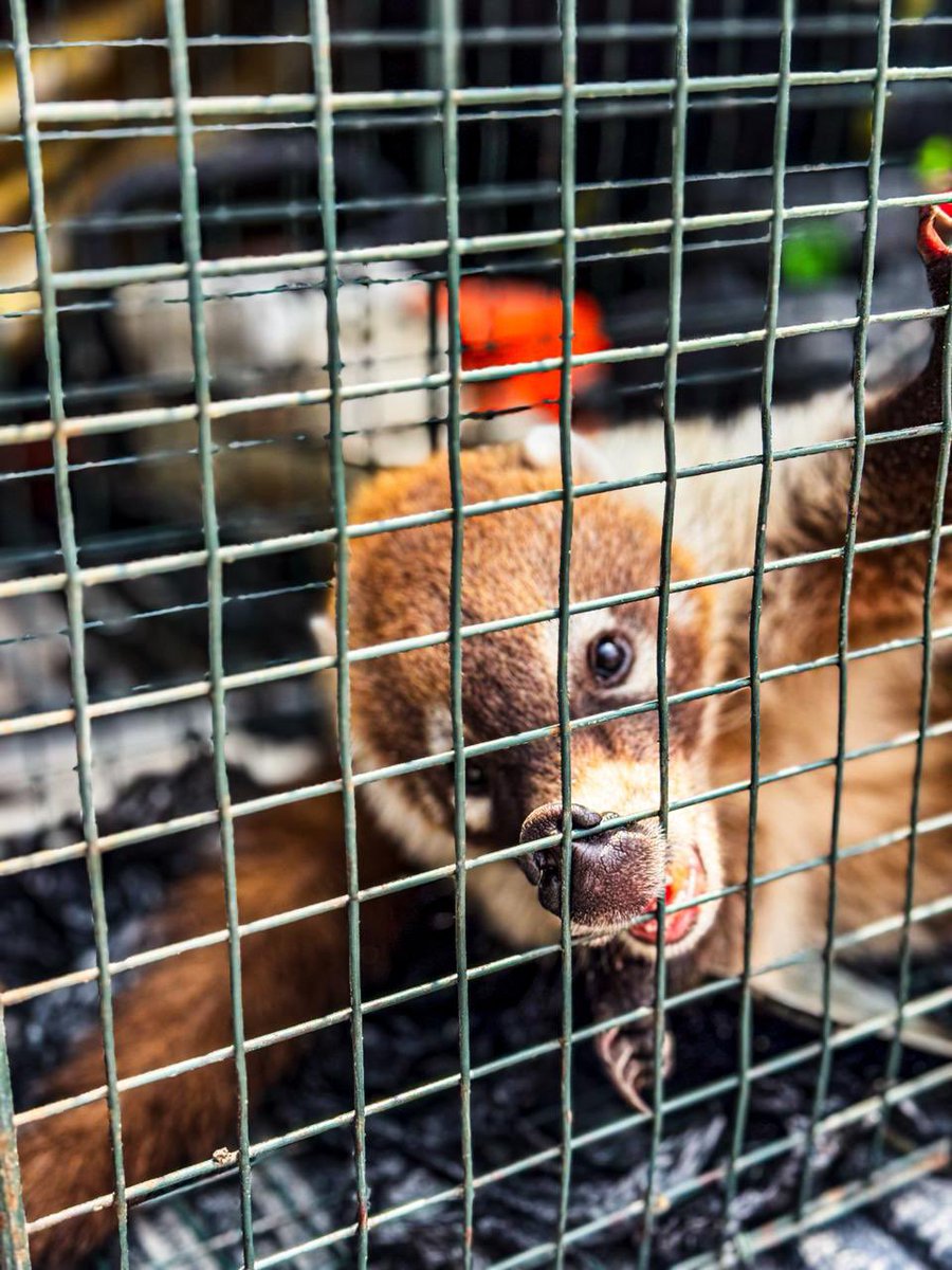arandatamayo_'s tweet image. #Local Reportan rescate de coatí en el Tec de Monterrey 🐾

Se realizó un operativo de rescate animal en las inmediaciones de la Av. Fernando Roel y la Rotonda Garza Sada, en la zona del Tecnológico, para realizar la captura y resguardo de un coatí localizado dentro de las
