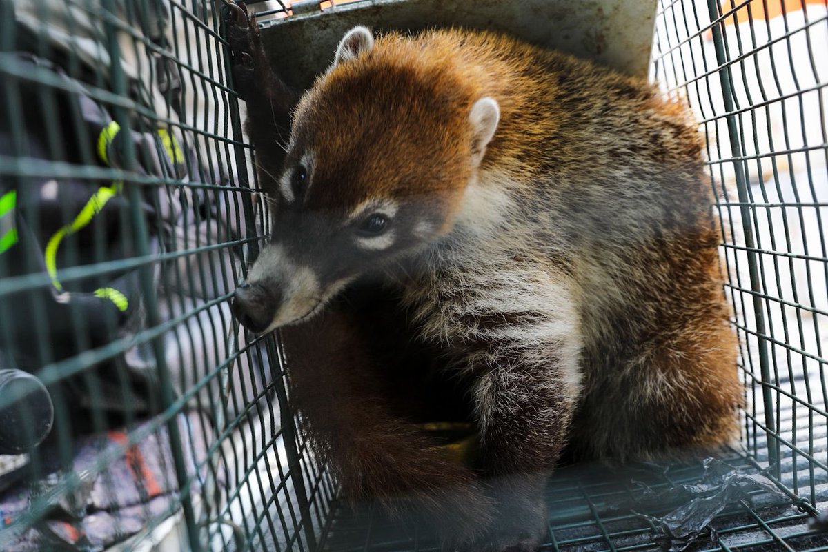 arandatamayo_'s tweet image. #Local Reportan rescate de coatí en el Tec de Monterrey 🐾

Se realizó un operativo de rescate animal en las inmediaciones de la Av. Fernando Roel y la Rotonda Garza Sada, en la zona del Tecnológico, para realizar la captura y resguardo de un coatí localizado dentro de las