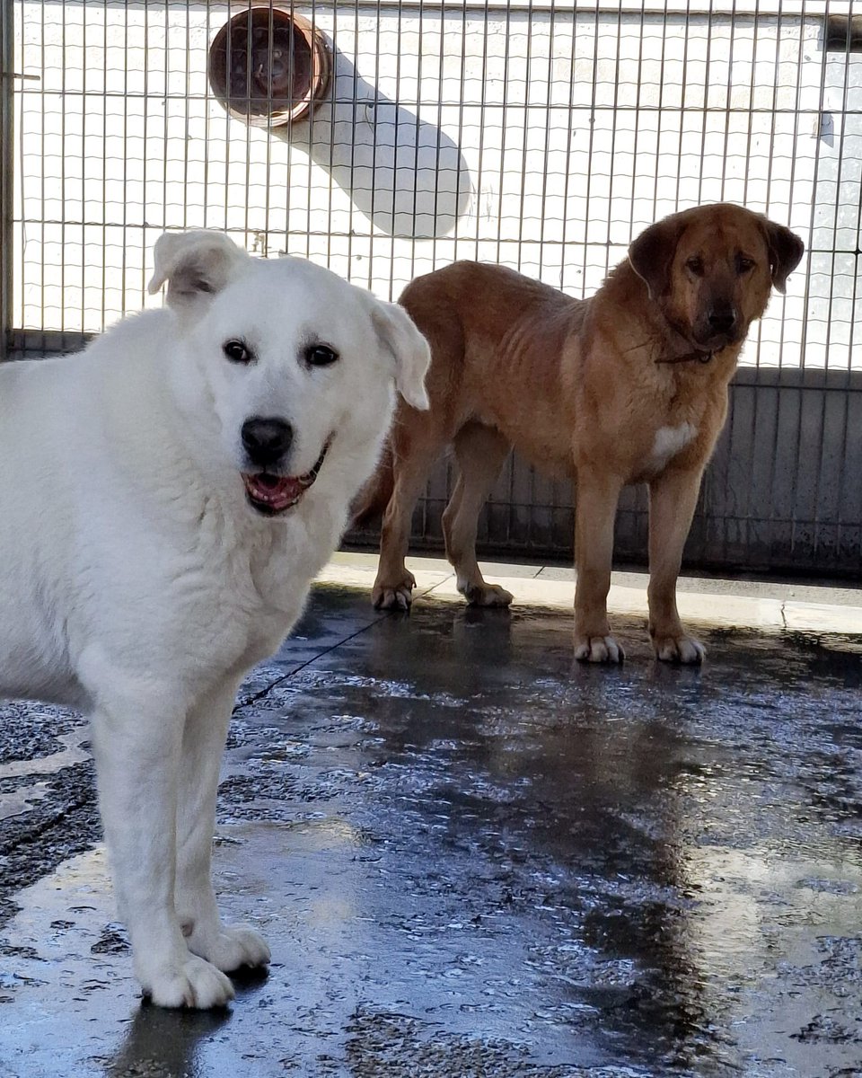 #ASTURIAS
Esta chica guapa de 37 kg y 10 años es #DORINDA, una perra tímida, que tarda días en relajarse y confiar pero que es lo mas dulce y noble del mundo . 

Jamás ha tenido un mal gesto con nadie y con el resto de perretes es el animal más sociable del mundo porque aunque el