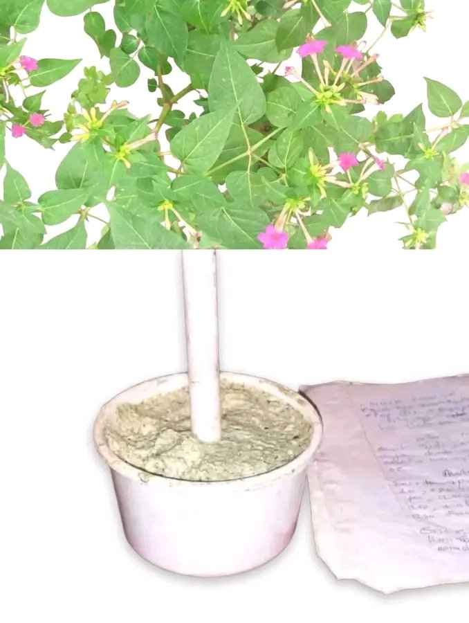 FÍDÍPÒTE 👑 tweet media