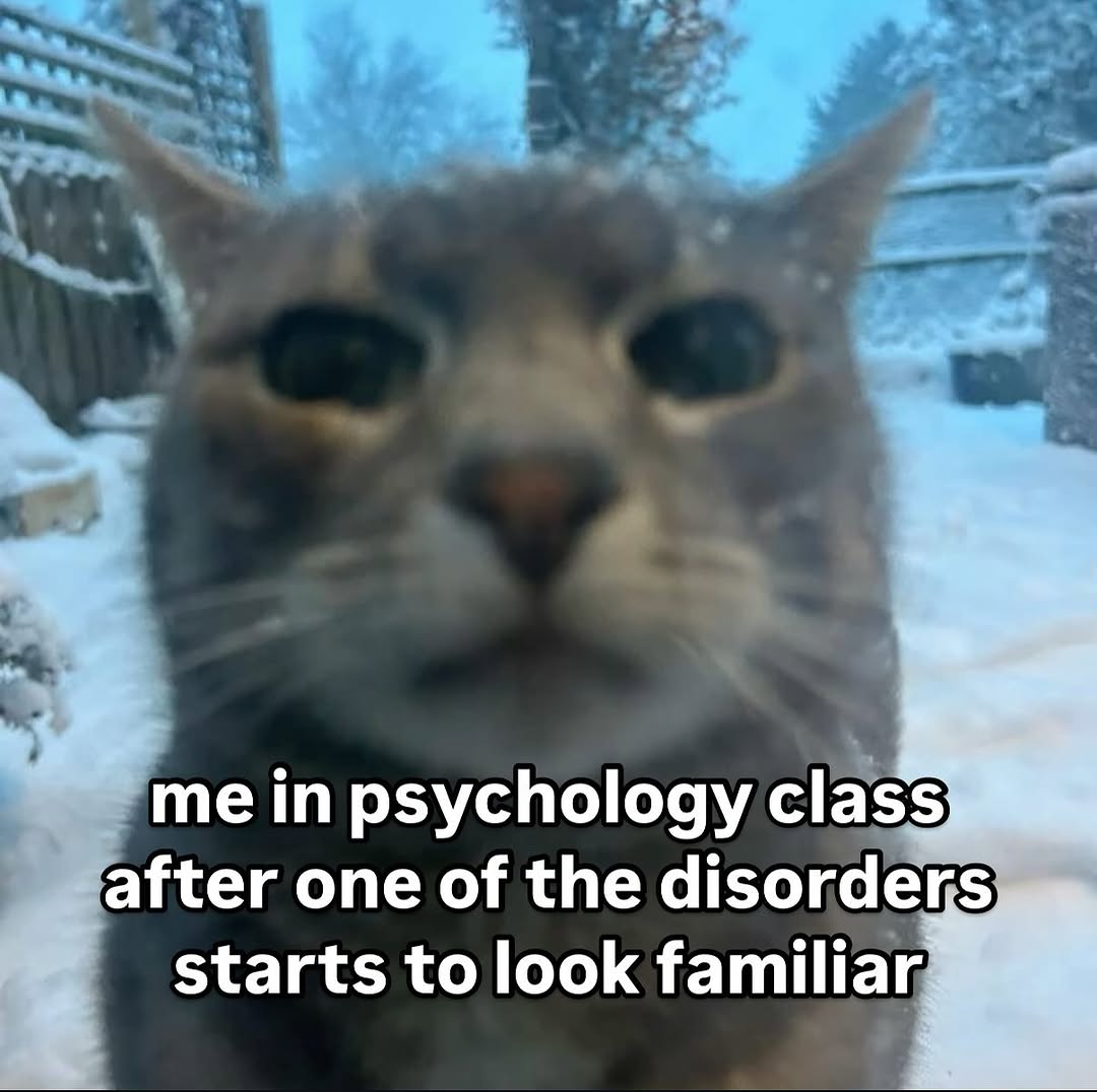 smol silly cat tweet media