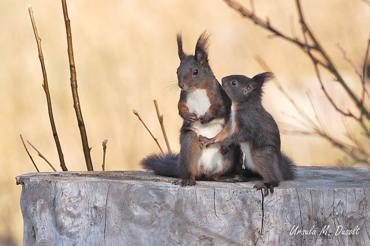 UrsulaDusolt's tweet image. #Schautmal, noch so eine hübsche Szene mit den #Eichhörnchen. Ich habe beide bei einem Waldspaziergang entdeckt...🥰
#wildlife #squirrel #squirrellove